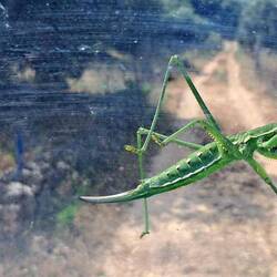 Eine riesige Heuschrecke, oder was auch immer