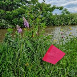 Orchids (of which there were many) had been marked for protection