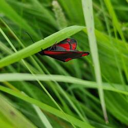 Cinebar moth outside the boat