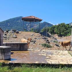 Wasser tanken. Aber auch die Kühe ...