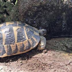 ... und die Schildkröte haben Durst