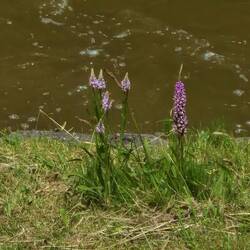 These orchids between the twin locks had escaped the strimmer