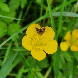 Tiny moth on a buttercup. I don't know what kind it is 🤔