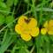 Tiny moth on a buttercup. I don't know what kind it is 🤔