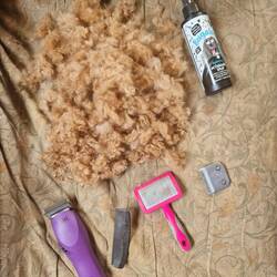 With this heat it was time to clip Tiger. Clippers today & scissor work after a break of a few days