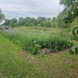 An area left to grow wild