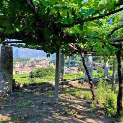 De wijnbouw in Italië, hier nog traditioneel, helemaal anders dan de Zwitsers.