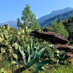 We zijn lager. Ik hoor krekels en zie andere planten.