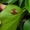 On a vu des bébés coccinelles !