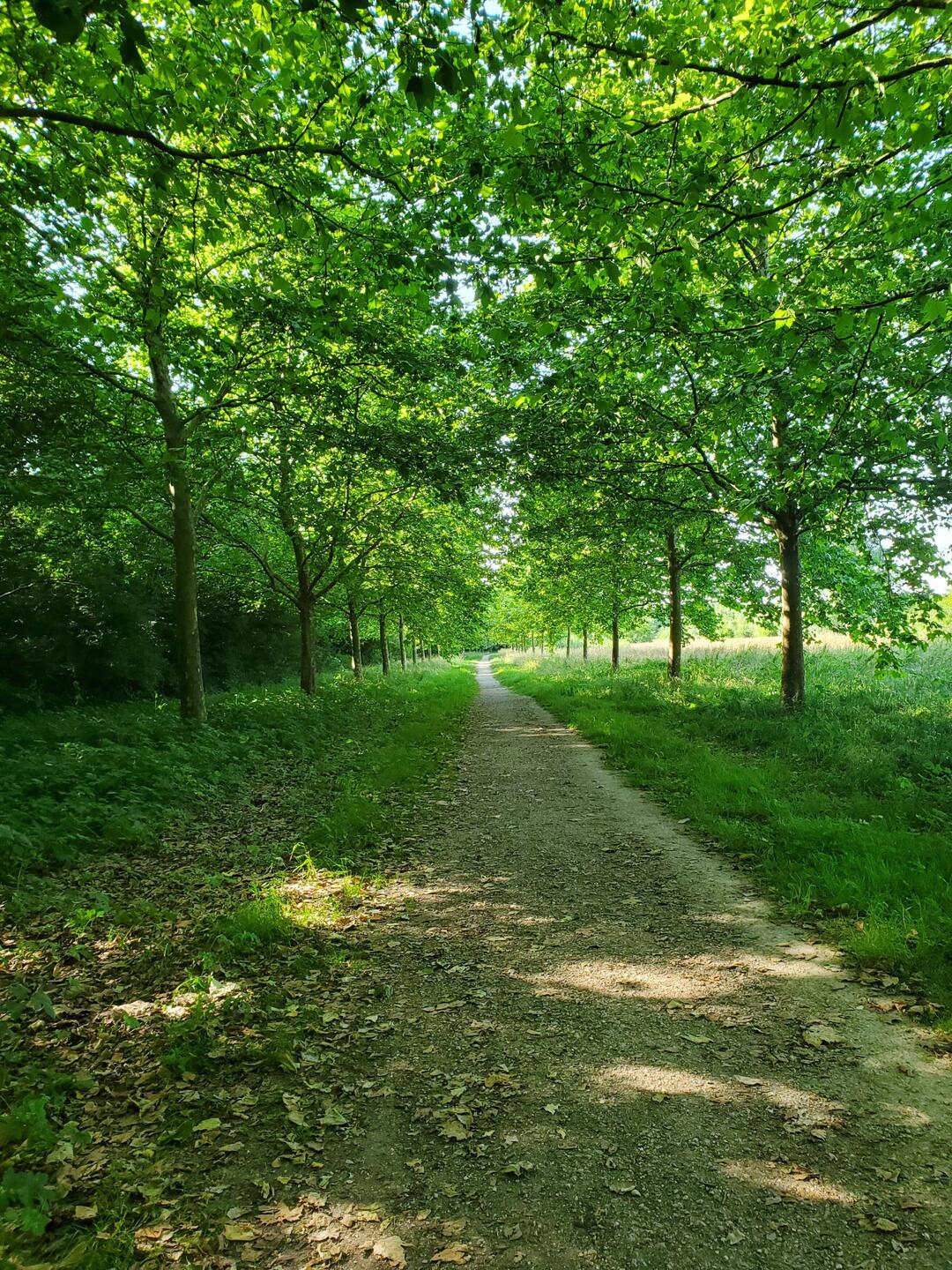 On passe dans une forêt ça rafraîchit ! On profite de l'enceinte déchargée pour chanter des chansons