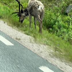 Immerhin zeigt sich die Rentierwelt 🙂