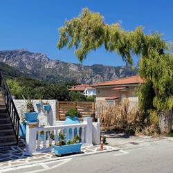 What a strange tree!