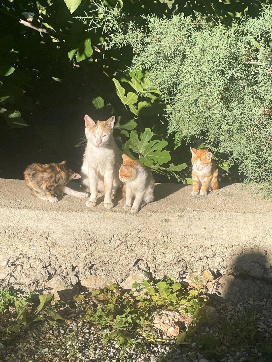 Familie Katze hat sich heute Morgen verabschiedet