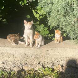 Familie Katze hat sich heute Morgen verabschiedet