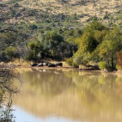 Suchbild 2! Was ist nicht im Wasser und sieht aus wie ein Flußpferd?