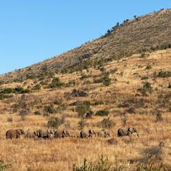 Suchbild! Wer/was läuft durch's Bild?