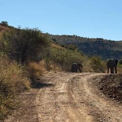 Suchbild 4! Wieviel Elefanten sind zu sehen?