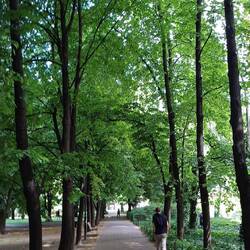 eine Allee in der Stadt