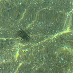 10cm großer Krebs rennt vorbei