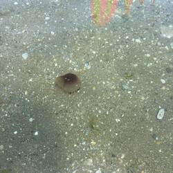 .. und eine kleine Qualle im flachen Wasser