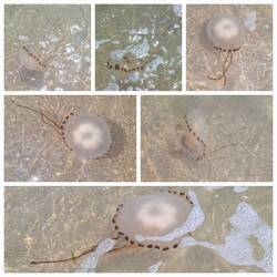 Jelly fish in the water - fascinating to watch it