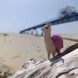 Mini-Kurt 🦙 war natürlich auch dabei 🤗