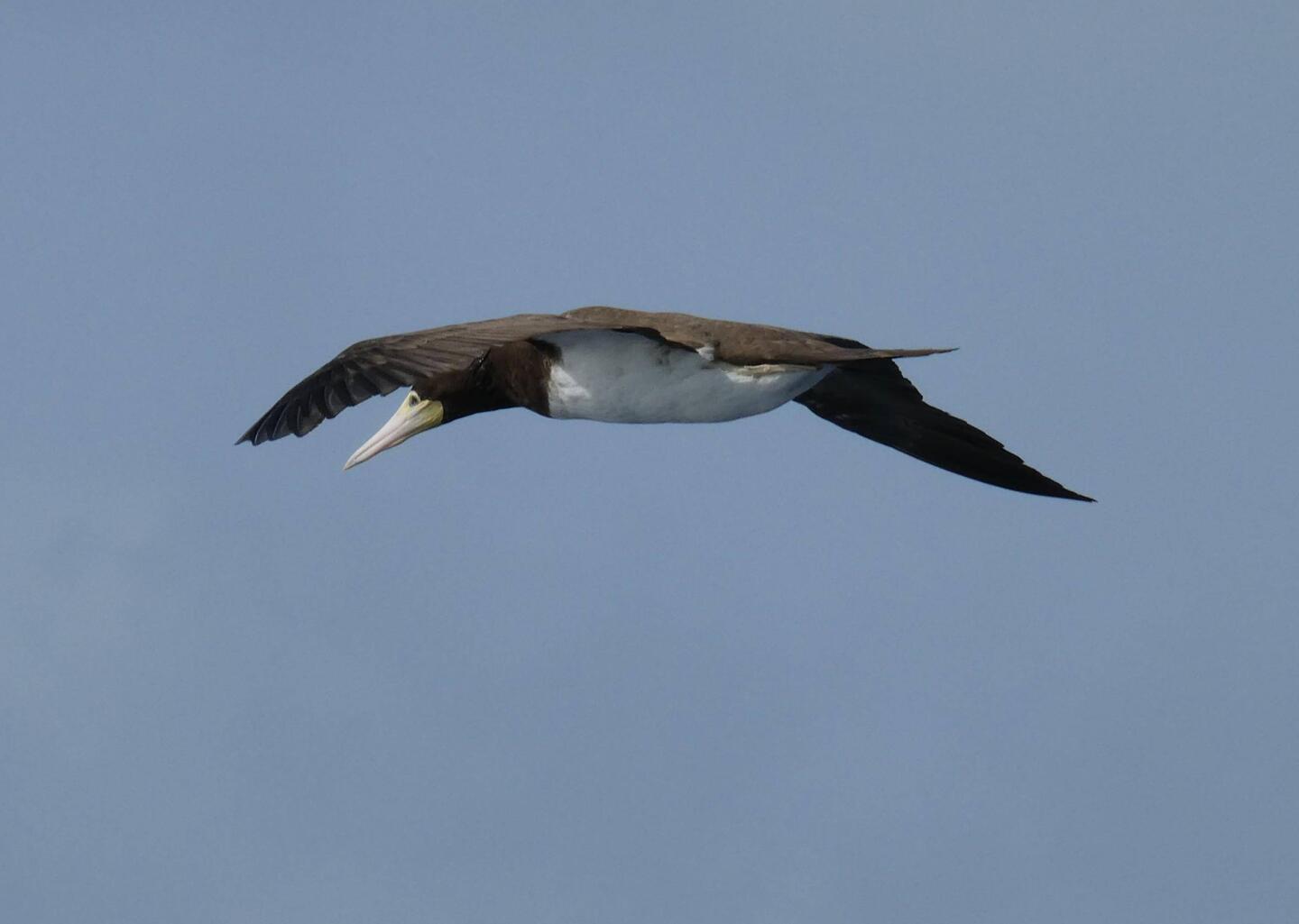 Brown Booby on the wing