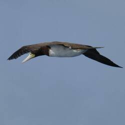 Brown Booby on the wing