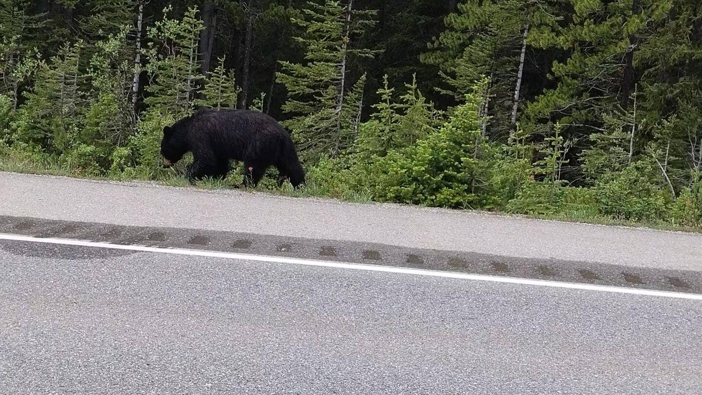 Der war so knuffig ... vom Auto aus 😍