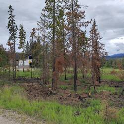 ... erstes zartes Grün regt sich ...