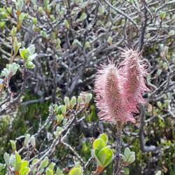 ... erste Frühlingsboten im Hochgebirge