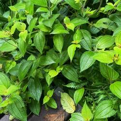 On apprend à reconnaître des plantes utiles comme celle-ci pour stopper saignements dûs aux sangsues