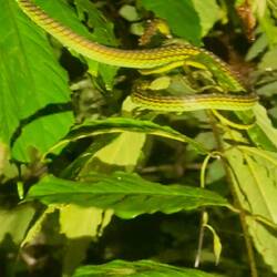 Nous découvrons de nuit une faune variée comme ce serpent arboricole