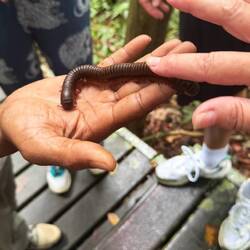La randonnée guidée est l'occasion de découvrir des espèces pas toujours visibles sinon