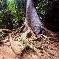 Ces arbres centenaires sont tellement majestueux et impressionnants