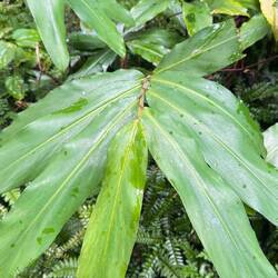 Ou celle-ci surnommée White ginger, on peut tirer une pousse de feuille à mâcher goût gingembre 😋
