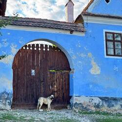 Er will auch nach Hause.