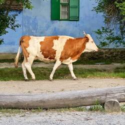 Plötzlich die ersten Kühe.