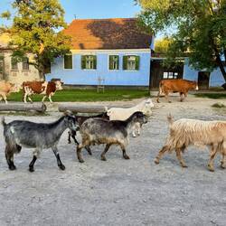 Dann viele Ziegen und Kühe auf dem Weg nach Hause.
