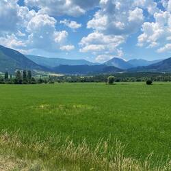 Nichts als Mais.