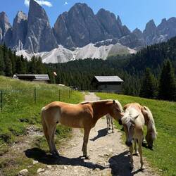 Some very chill horses we saw on the last leg of the hike