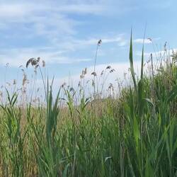 Muezzin und Drosselrohrsänger singen um die Wette