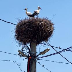 Unterhalb nisten Spatzen