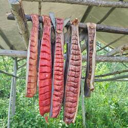 Lachse werden erst getrocknet, dann gerâuchert
