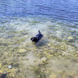 Chewie wie immer beim Baden 😍