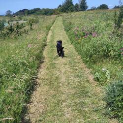 Chewie genießt den Wiesenweg