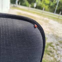 Besuch 🐞