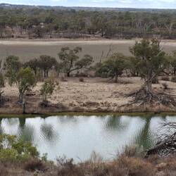 Tenacious root system along Murray, Waikerie