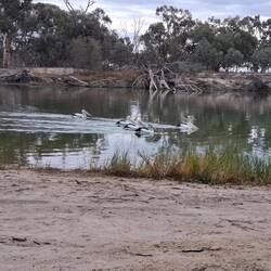 Camped on the riverside at Loxton & watched the birds parade past in evening and morning.