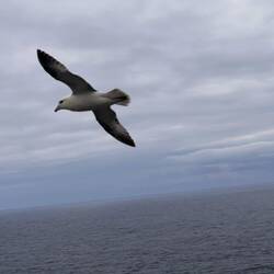 Eissturmvogel. Das war nicht der Basstölpel!